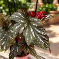 Begonia Rex ‘Aiai’Begonia Rex ‘Aiai’ - begonie rex cu frunzis artistic