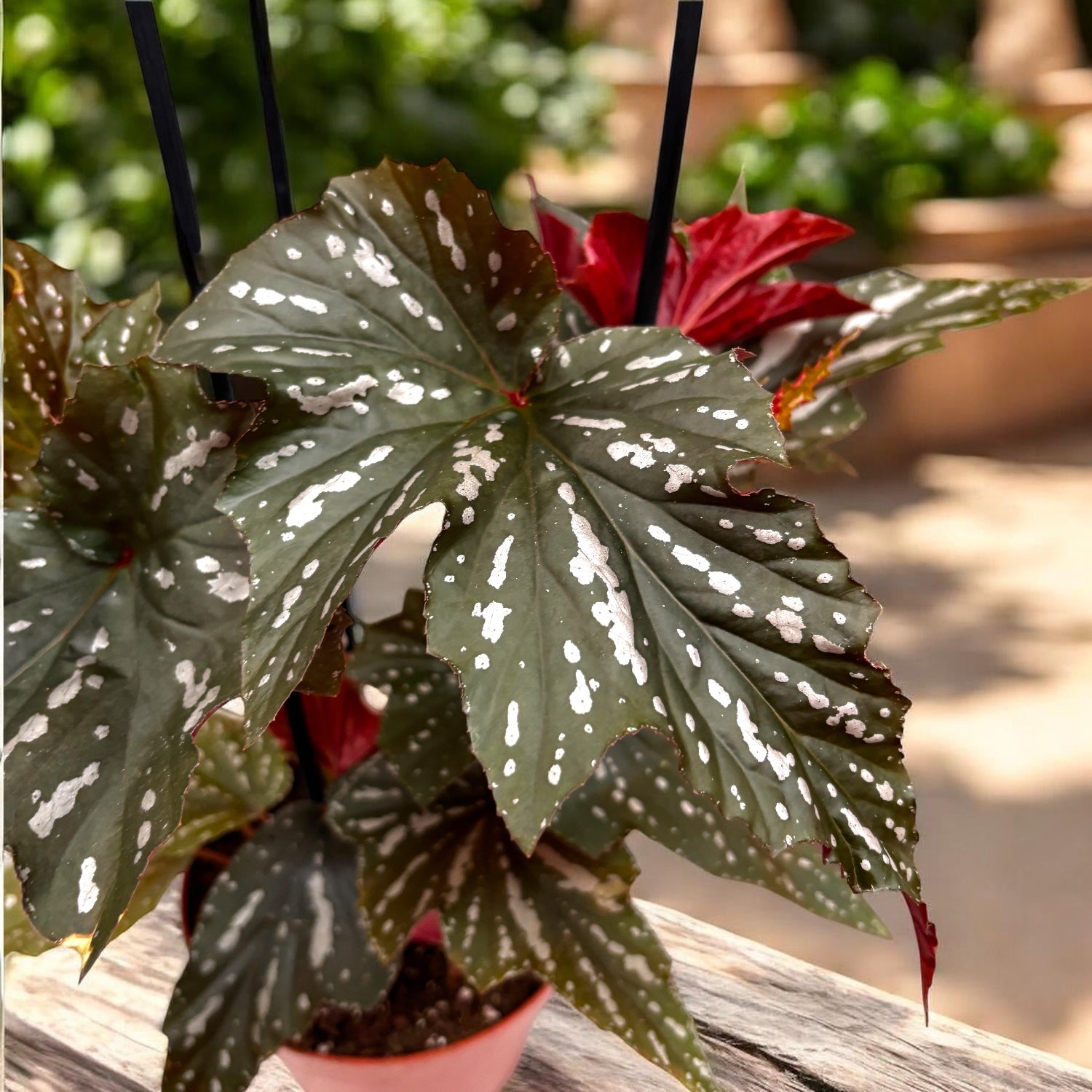 Begonia Rex ‘Aiai’Begonia Rex ‘Aiai’ - begonie rex cu frunzis artistic