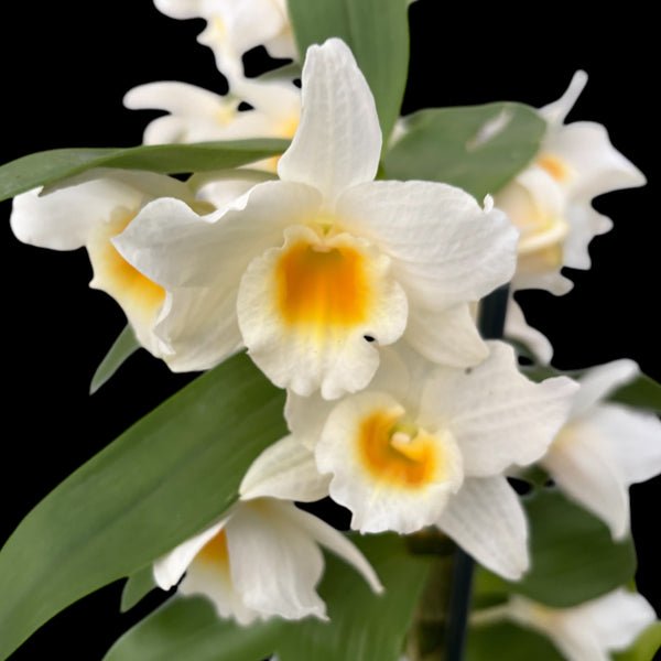 Dendrobium Moonlight Sonata