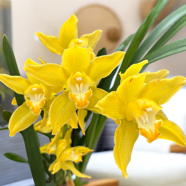 Cymbidium Golden Vanguard 'Emperor' - large flowers