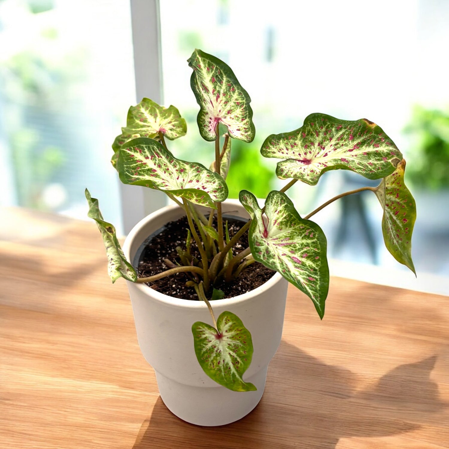 Caladium Peppermint - frunzis exotic alb cu nervuri roz intense