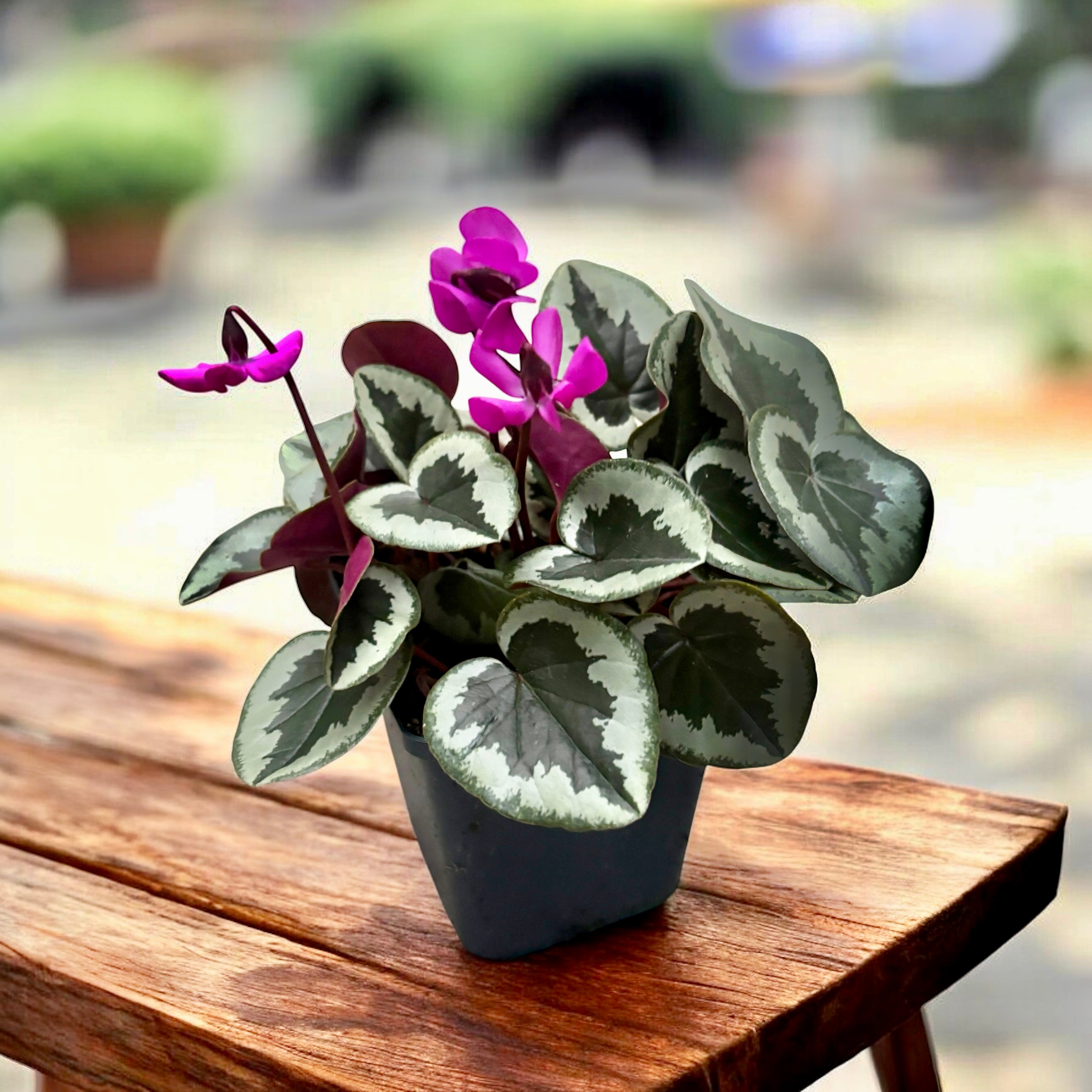 Cyclamen coum ‘Xmas leaf’ – ciclama de iarna cu model argintiu