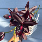 Cycnodes Taiwan Black Pearl - flori negre parfumate