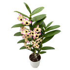 Dendrobium Sunny Eyes *fragrant