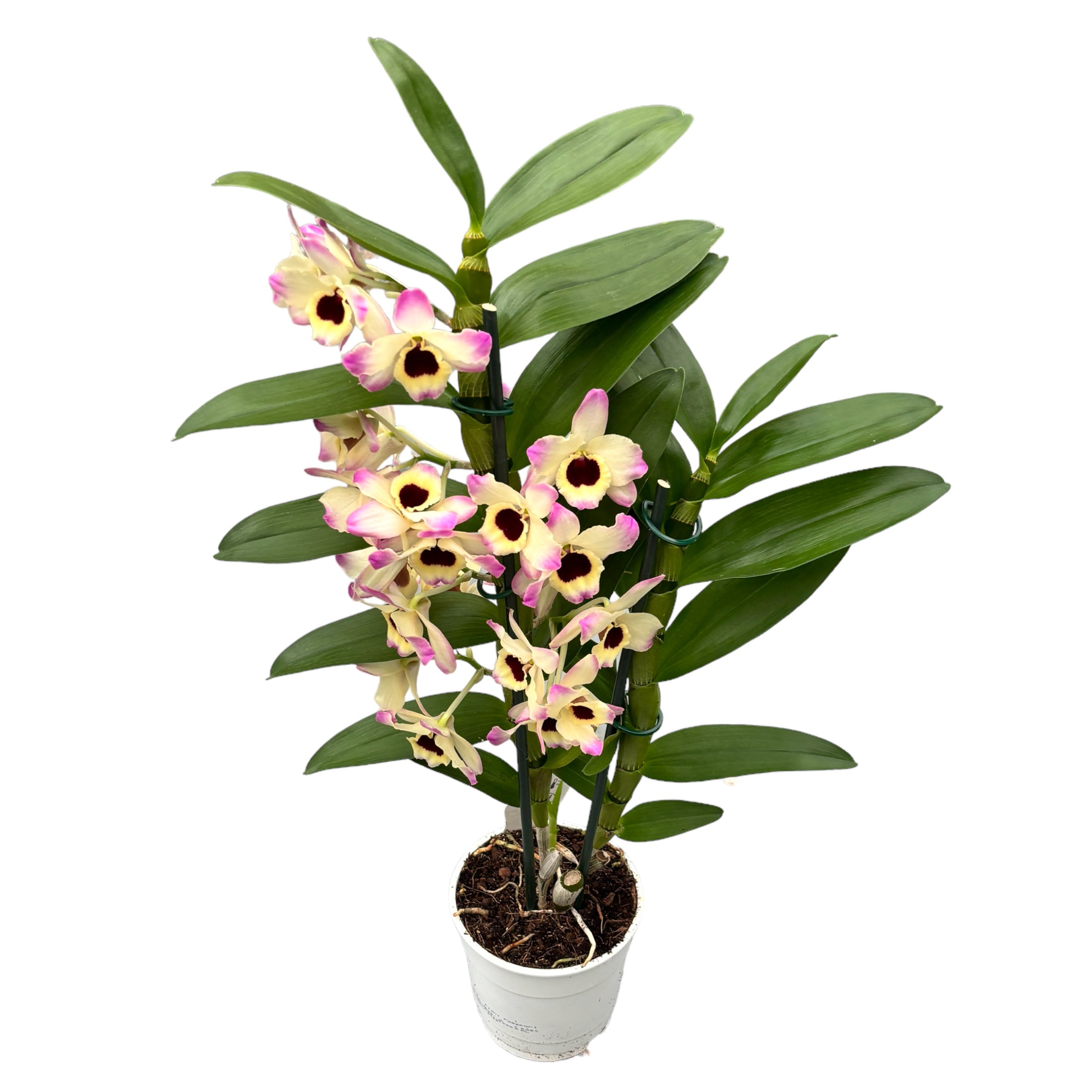 Dendrobium Sunny Eyes *fragrant