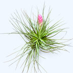 Planta aeriana Tillandsia Stricta Bak XL