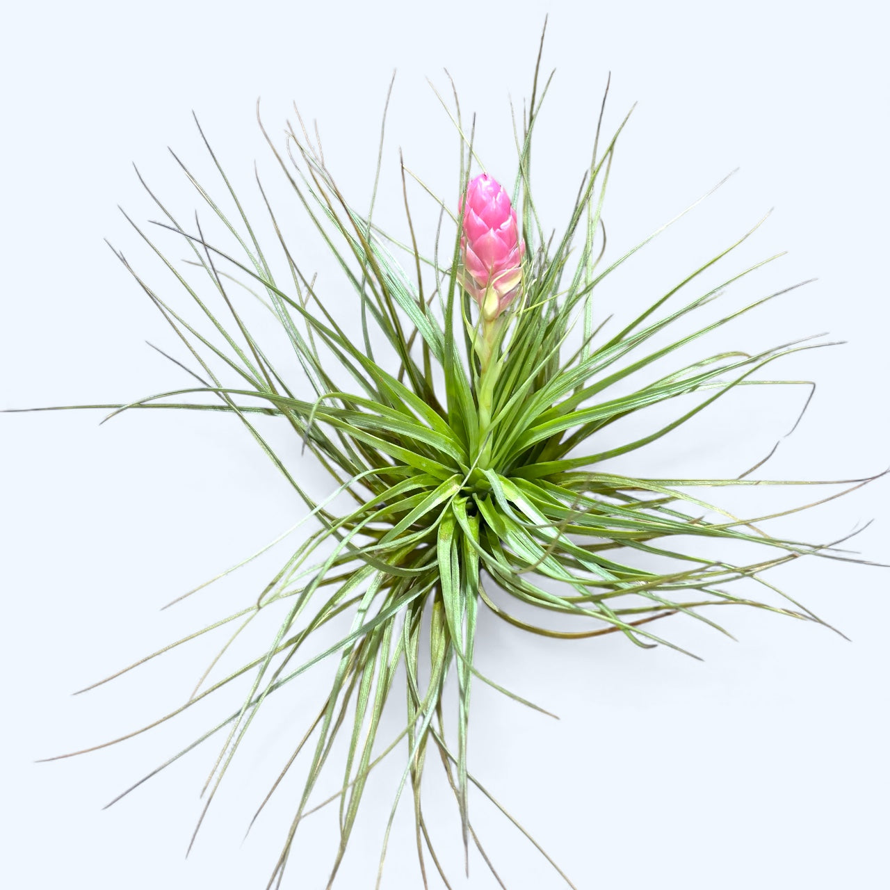 Planta aeriana Tillandsia Stricta Bak XL
