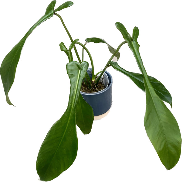 Philodendron joepii (Juvenile Blätter)