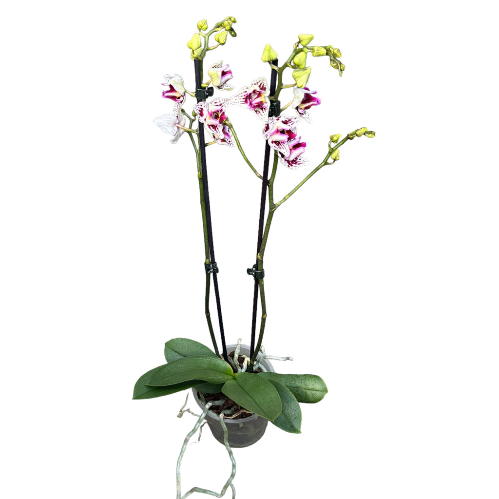 Phalaenopsis Younghome Summer (peloric-3lips)