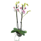 Phalaenopsis Younghome Summer (peloric-3lips)
