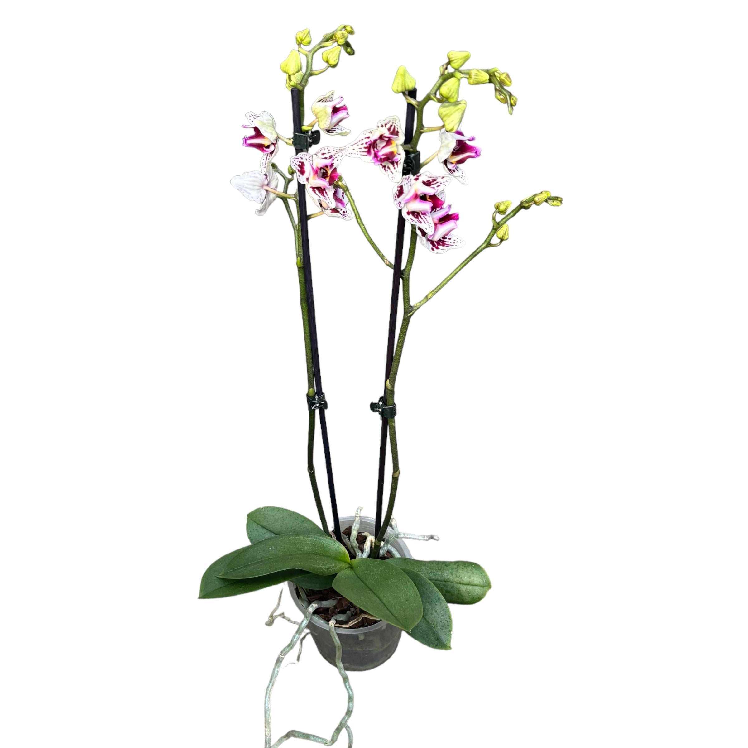 Phalaenopsis Younghome Summer (peloric-3lips)