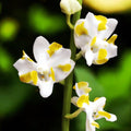 Phalaenopsis pulcherrima var. champorensis alba