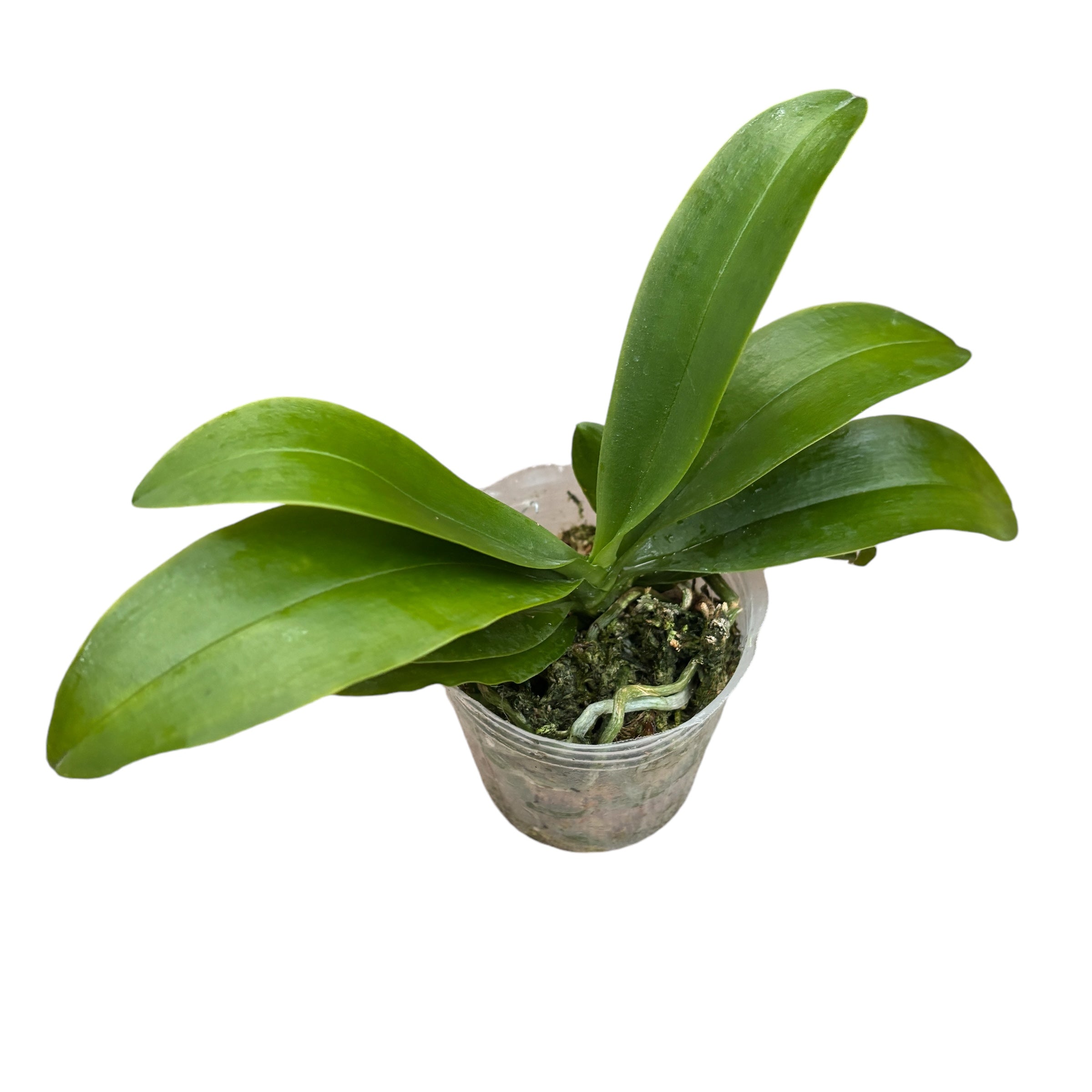 Phalaenopsis deliciosa var. hookerianum