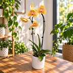 Phalaenopsis African Sunset