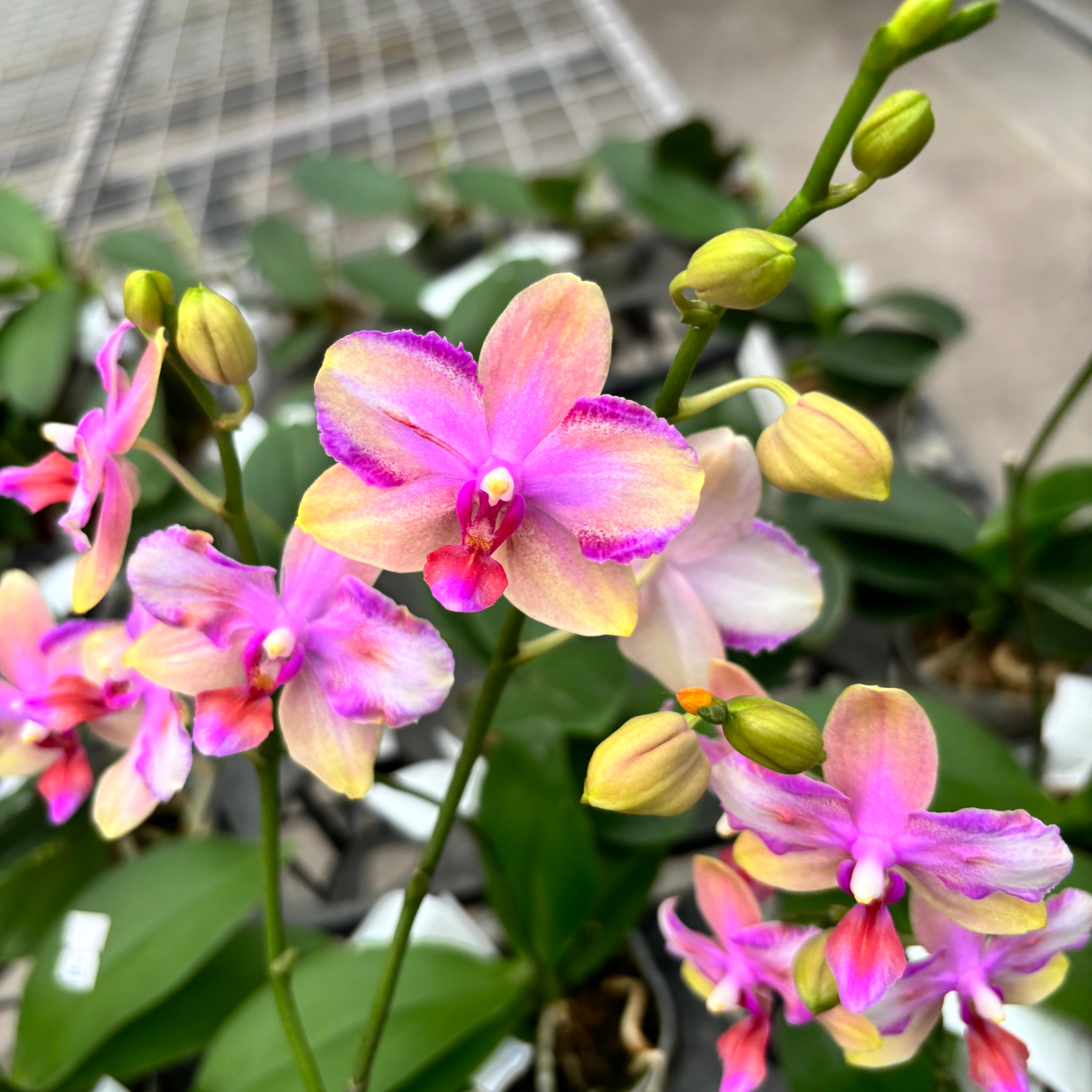 Phalaenopsis Taisuco Jasper (pelorisch)