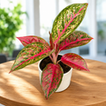 Aglaonema 'Lychee Rouge'