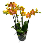 Phalaenopsis portocalie - flori parfumate