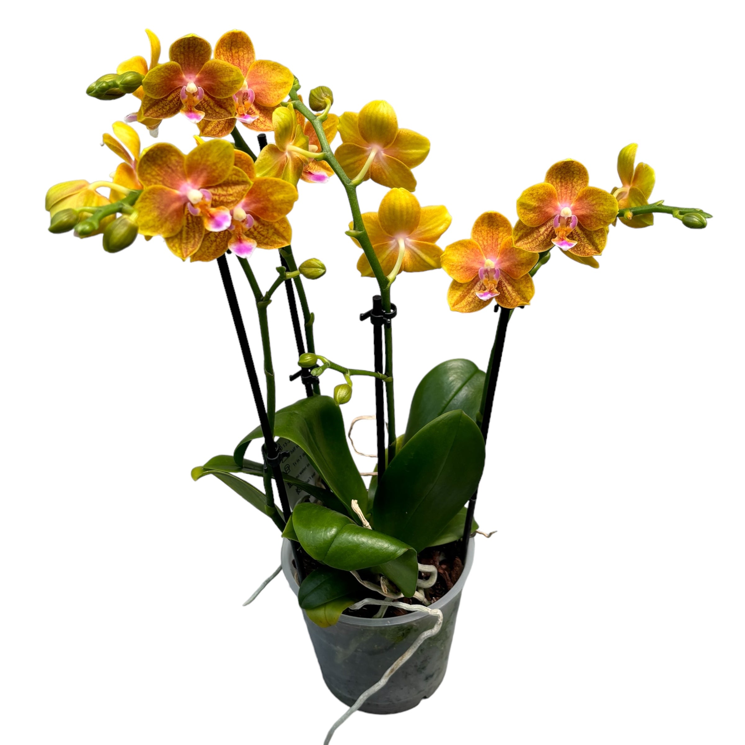 Phalaenopsis portocalie - flori parfumate