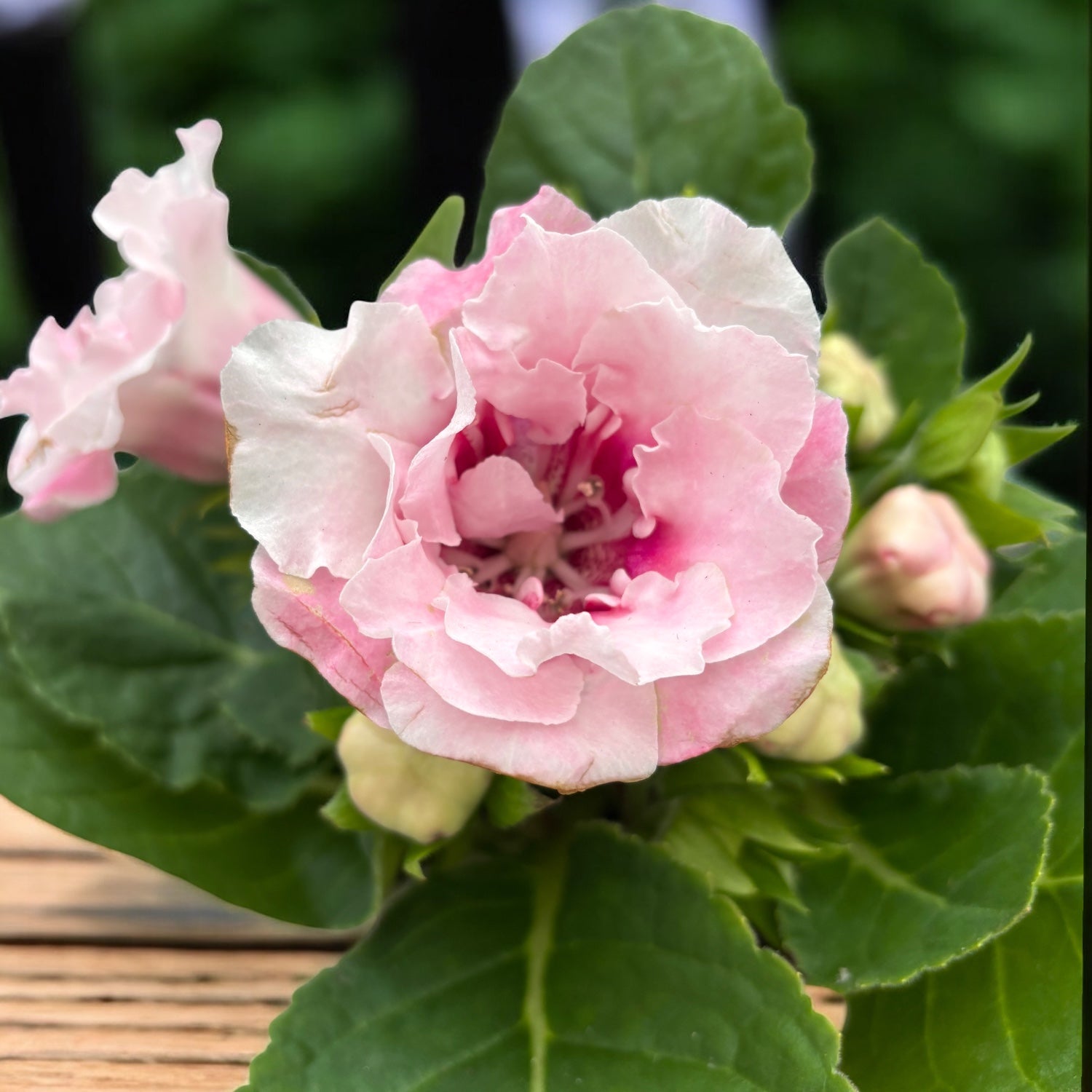 Sinningia Brocade Pink - Gloxinia Sonata cu floare dubla roz