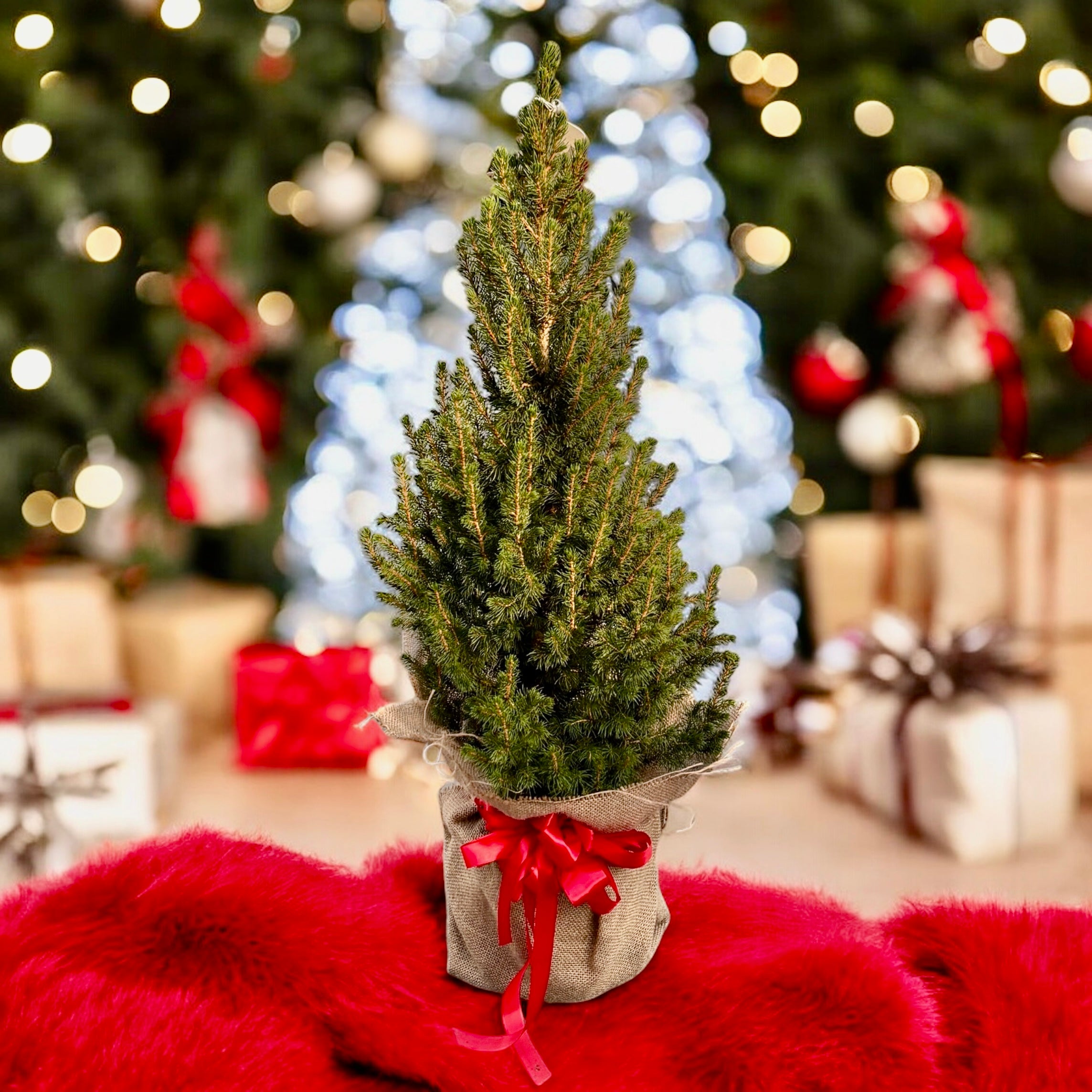 Brad natural ambalat de cadou
