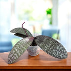 Phalaenopsis schilleriana 'Stripes'