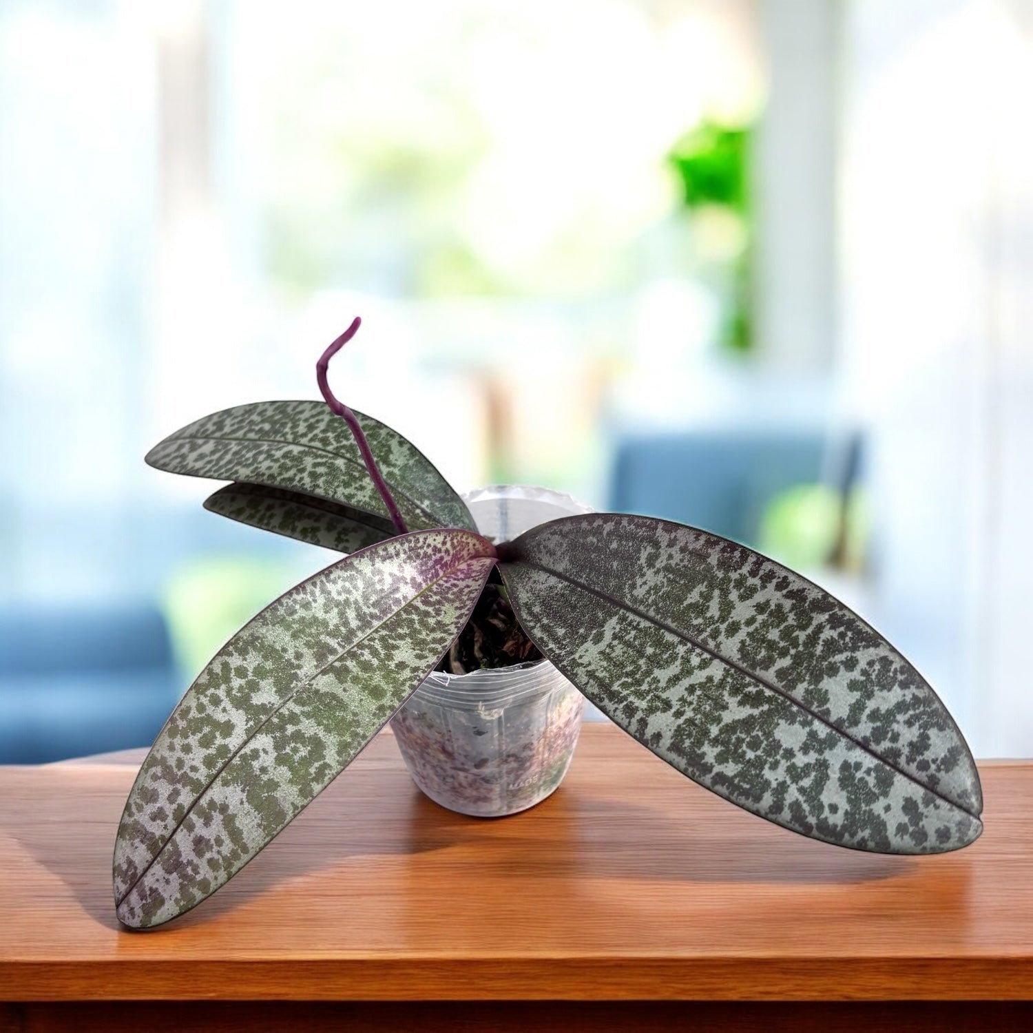 Phalaenopsis schilleriana 'Stripes'