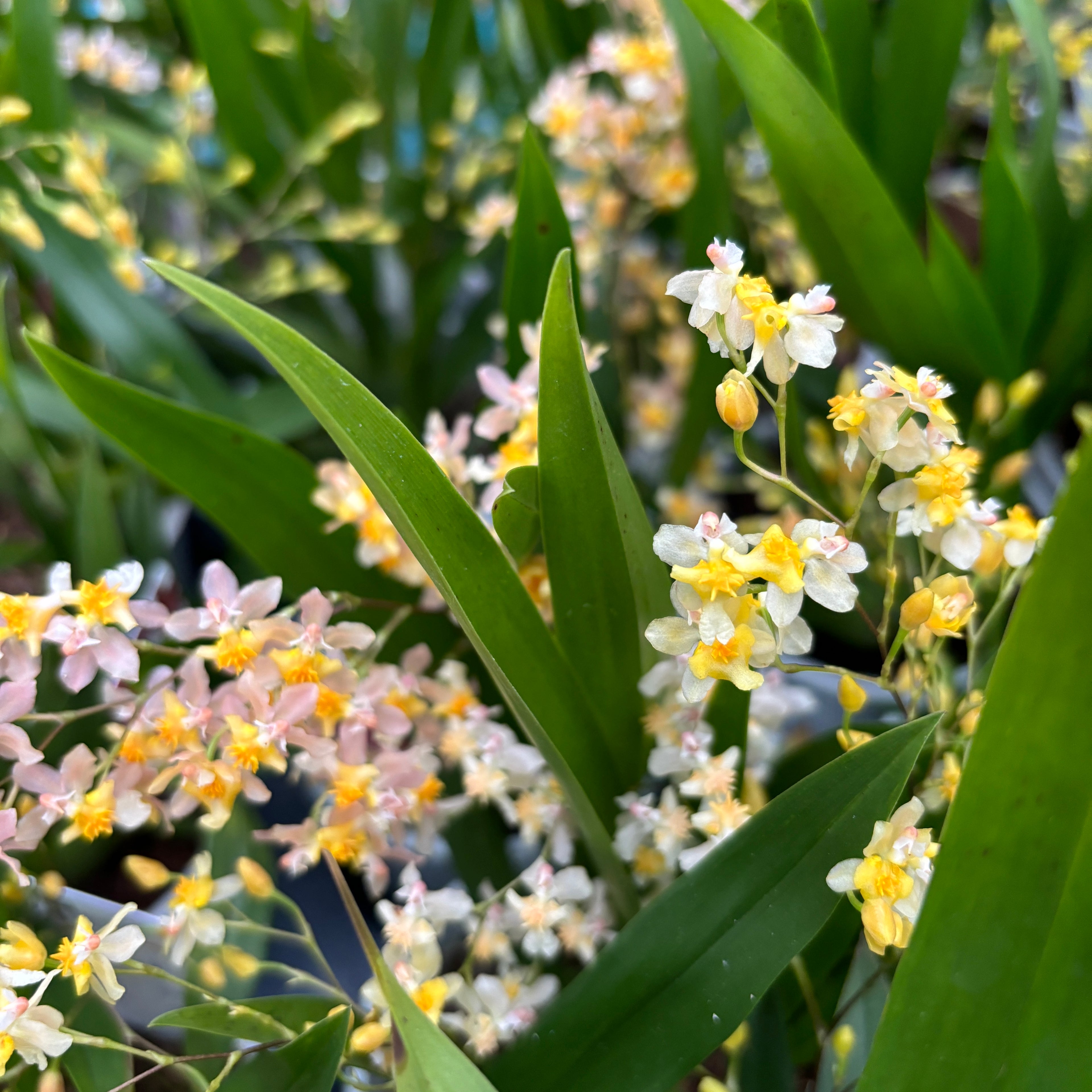 Oncidium Twinkle Pearl (flori intens parfumate)