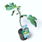 Smochin - Ficus carica 'Panache' (fructe variegate)