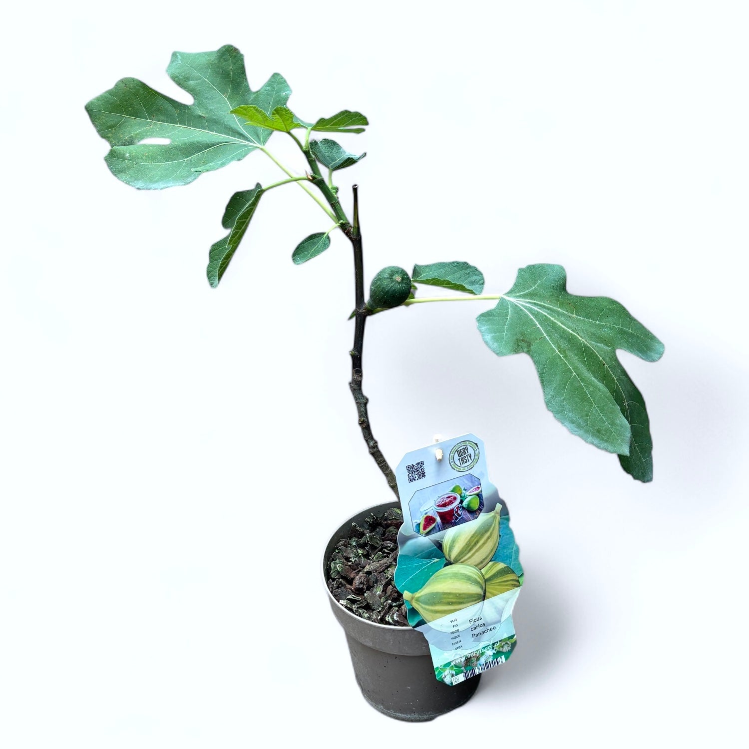 Figa - Ficus carica 'Panache' (owoce pstre)
