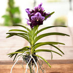 Vanda Two Tone Lavander (ANSU)