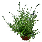 Lavanda la ghiveci parfumata - Lavandula angustifolia 'Blue Scent'