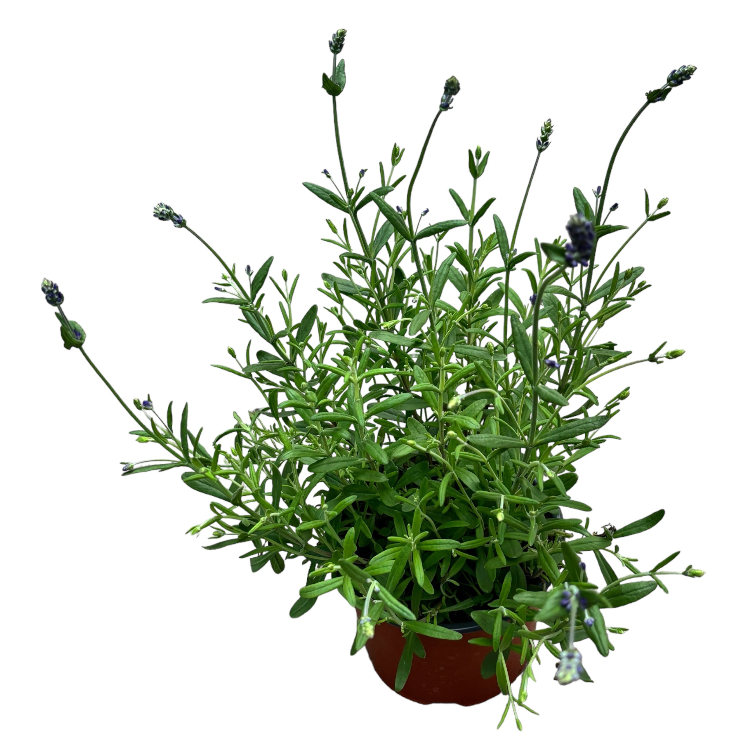 Lavanda la ghiveci parfumata - Lavandula angustifolia 'Blue Scent'