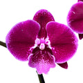 Phalaenopsis Balbina big lip (large flowers 9 cm)