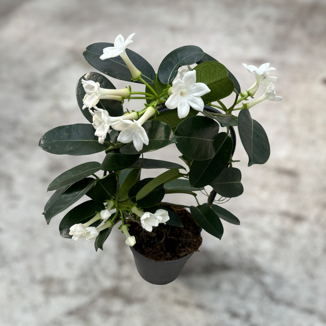 Stephanotis parfumata - Iasomia de Madagascar (Floarea Fericirii)