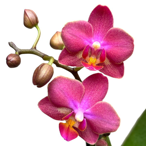 Phalaenopsis Secret Fragrance (Aromio Floral) duftende Blüten