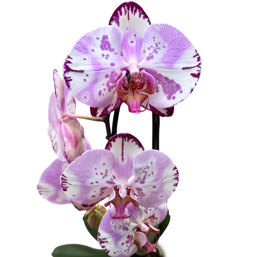 Phalaenopsis Emiliya (flori XL)
