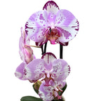 Phalaenopsis Emiliya (kvety XL)