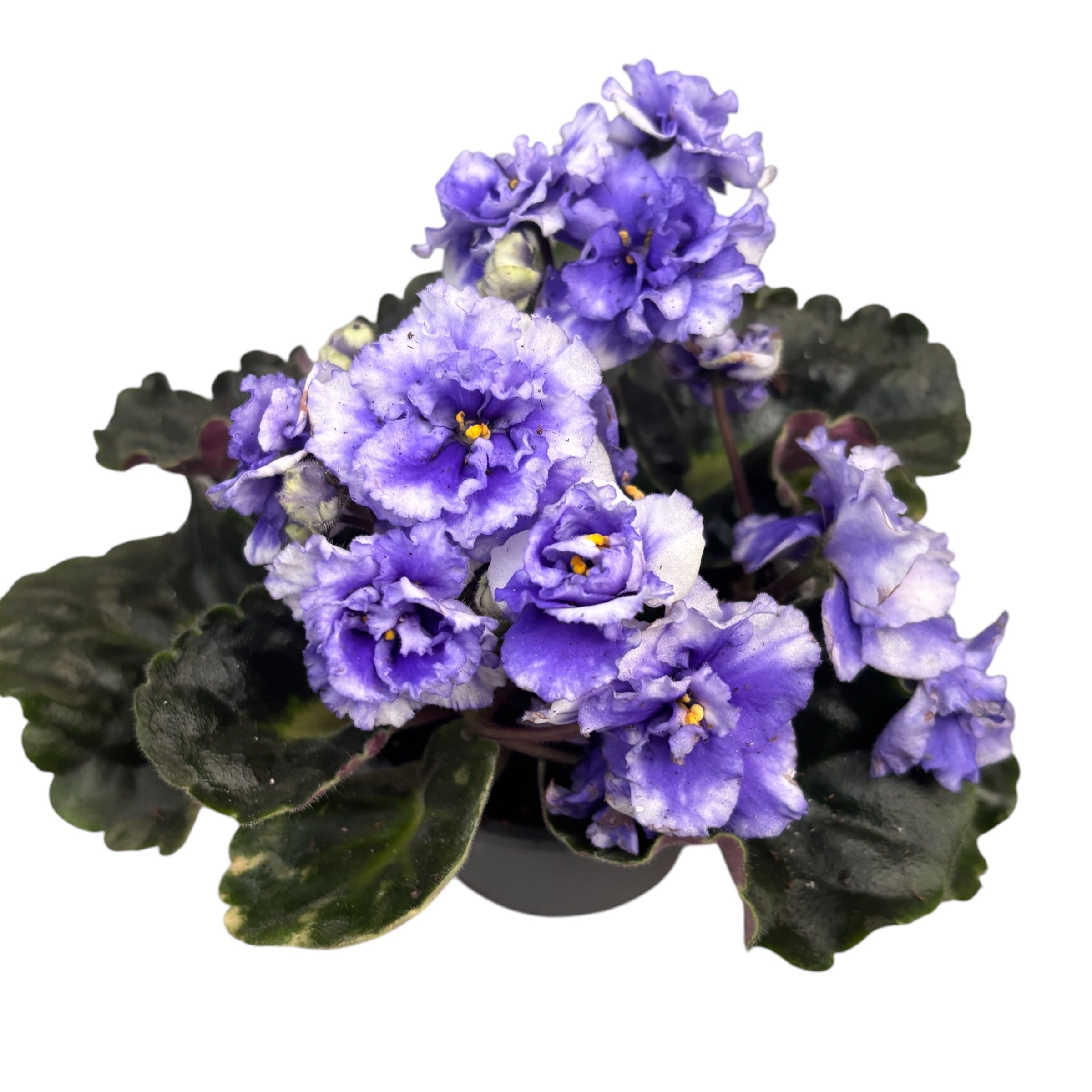 Saintpaulia Rococo Bicolor (variation)