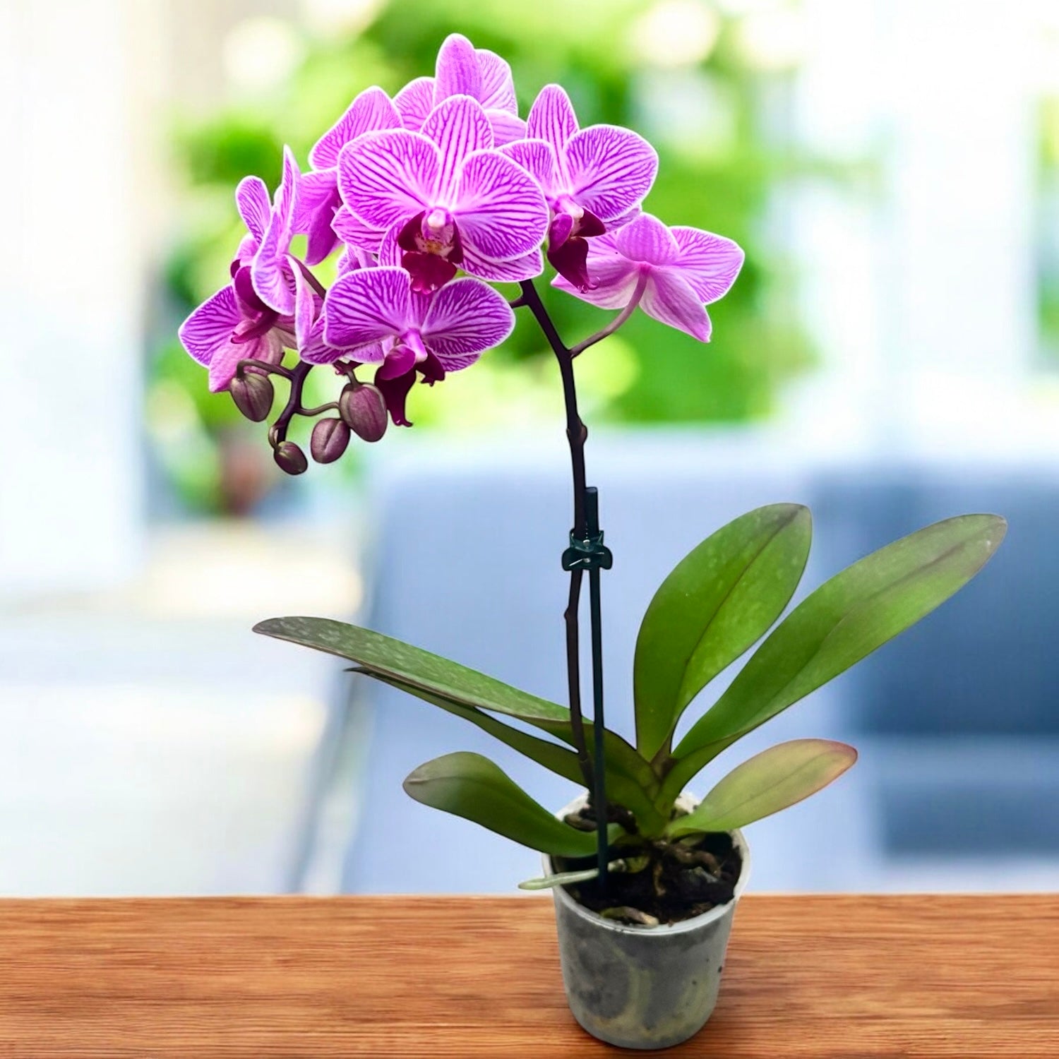 Phalaenopsis Pink (multiflora)