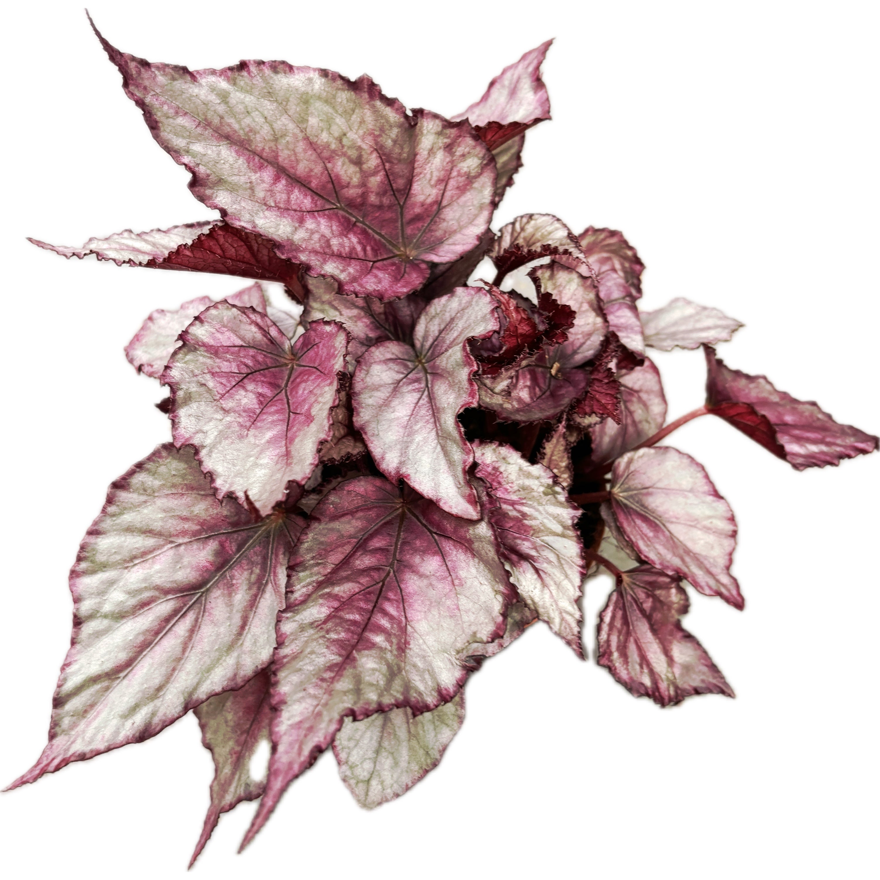 Begonia 'Maori Haze'