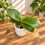 Phalaenopsis Queen Barry 'White Edge'