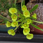 Euphorbia Bupleurifolia ‘Pine Cone Plant’ (caudex)