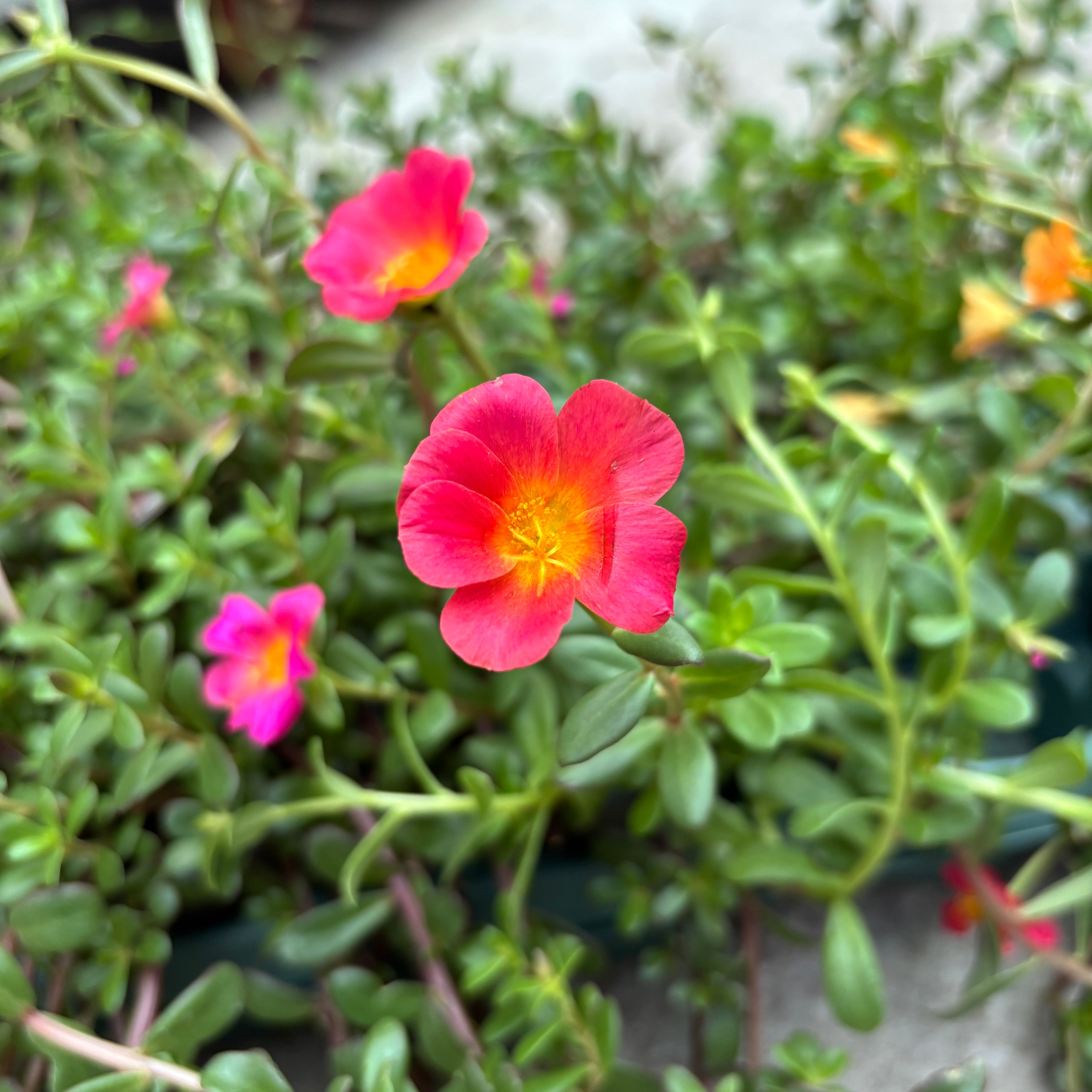 Portulaca grandiflora mix – floarea de piatra, inflorire abundenta si rezistenta la seceta