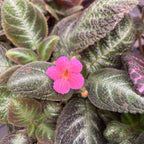 Episcia cupreata 'Neon Suprise'