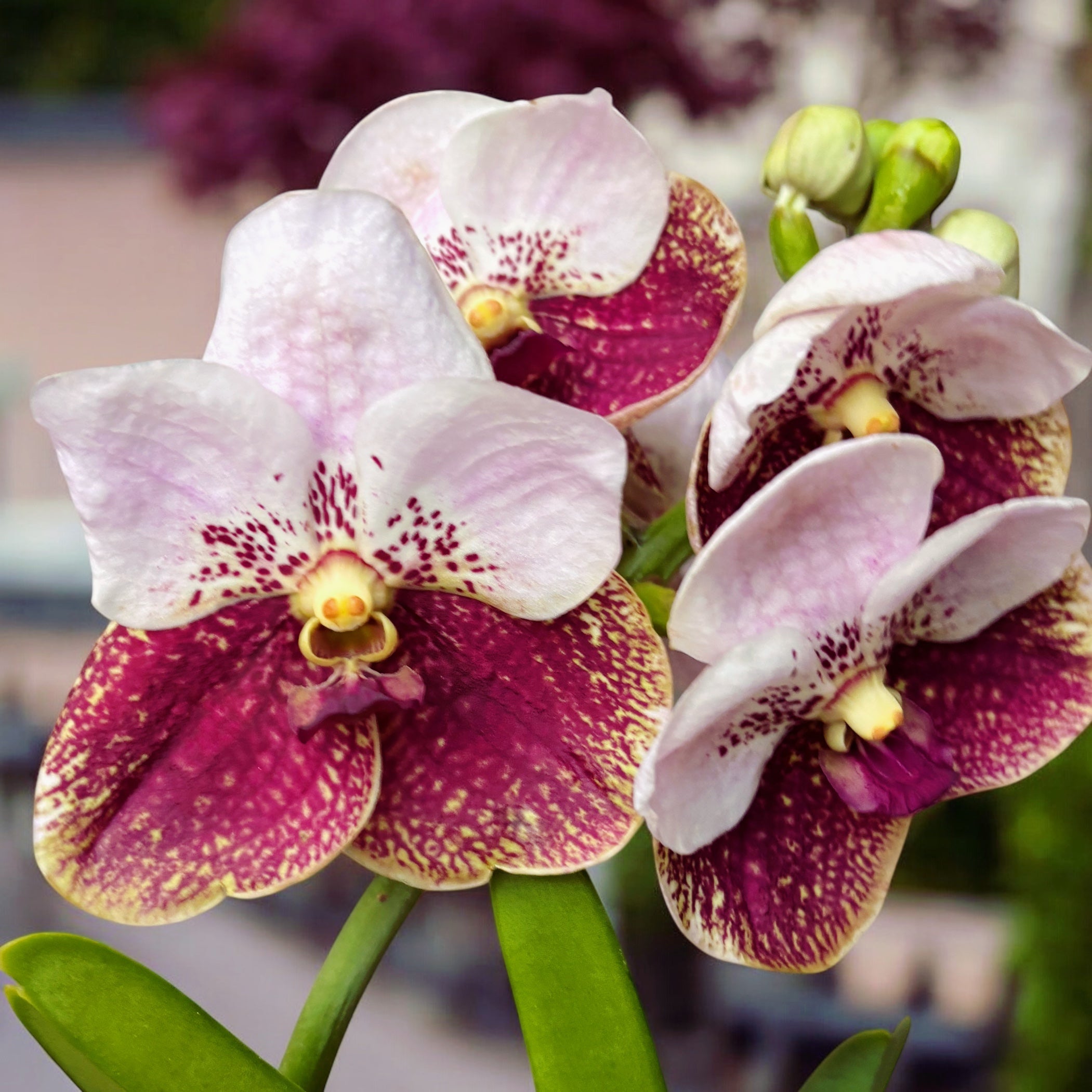 Vanda Sanderiana (Ansu)