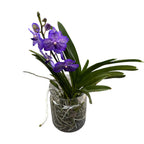 Vanda Violet Blue Spot (Ansu)