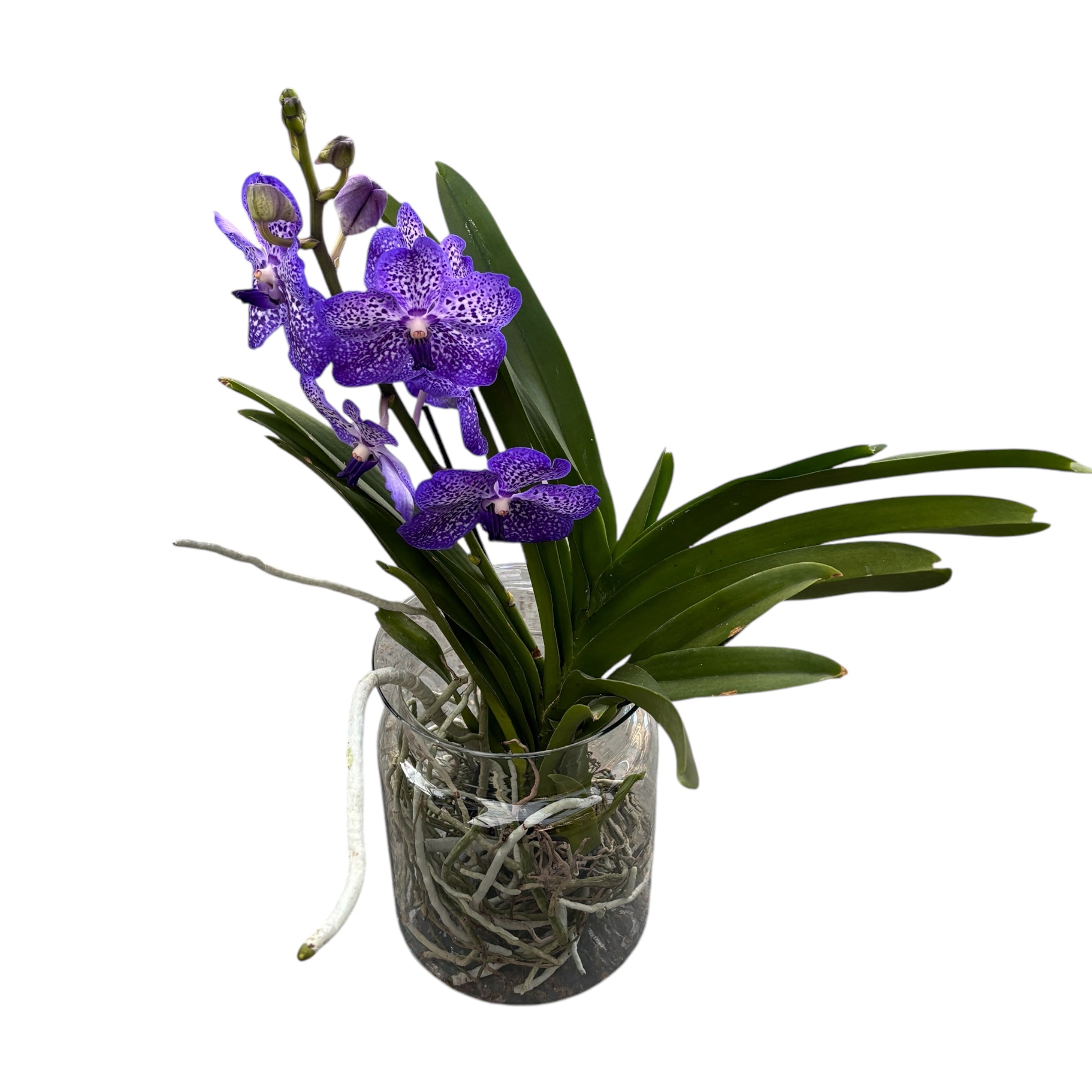 Vanda Violet Blue Spot (Ansu)