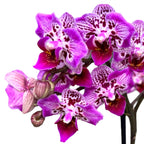 Phalaenopsis Formosa Cranberry 'Wilson'