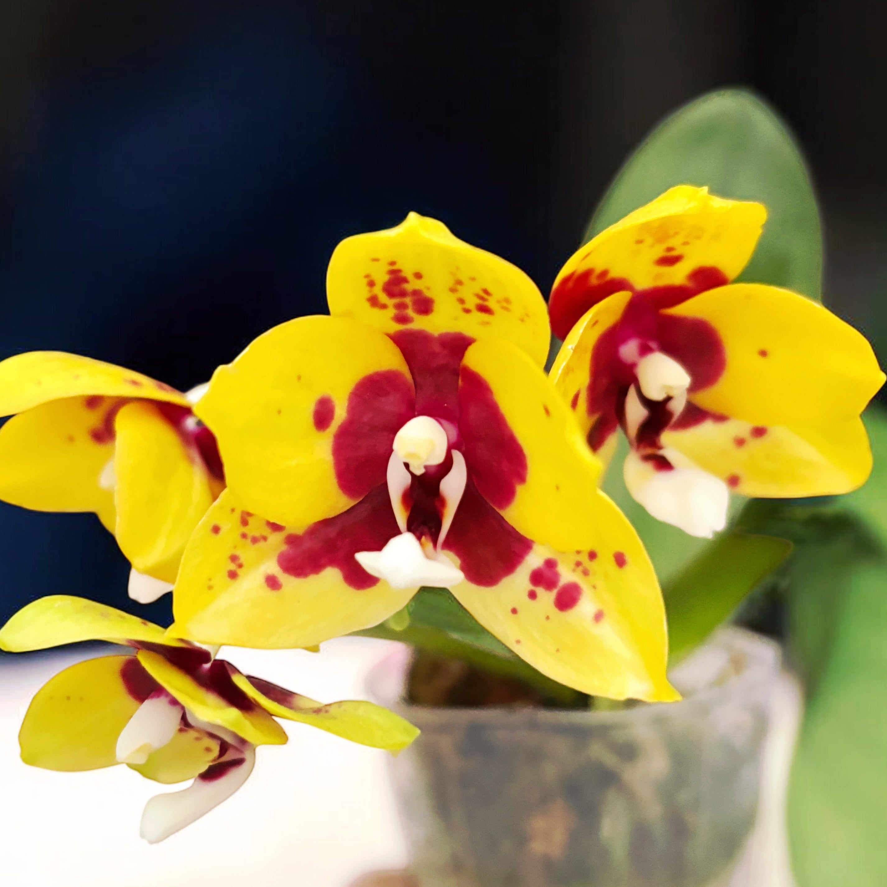 Phalaenopsis Yaphon Black Leopard '1711' - parfumata