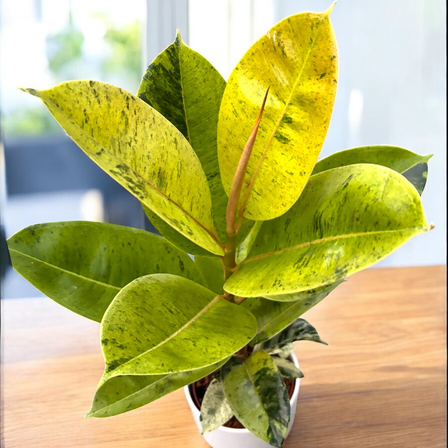 Ficus elastica 'Shivereana' ('Moonshine', 'Variegata') D12